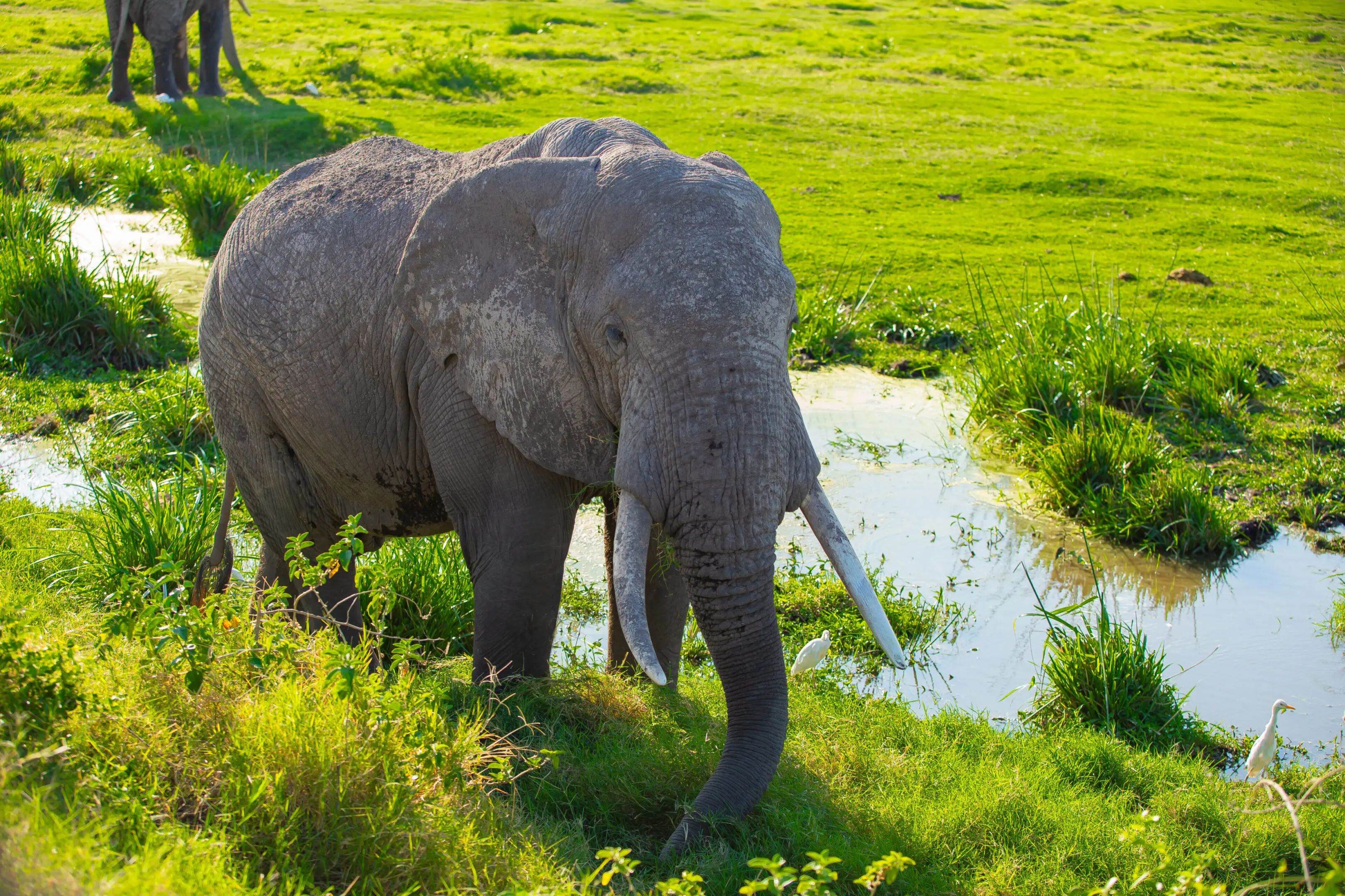 An elephant walking near a water body in a lush green landscape.