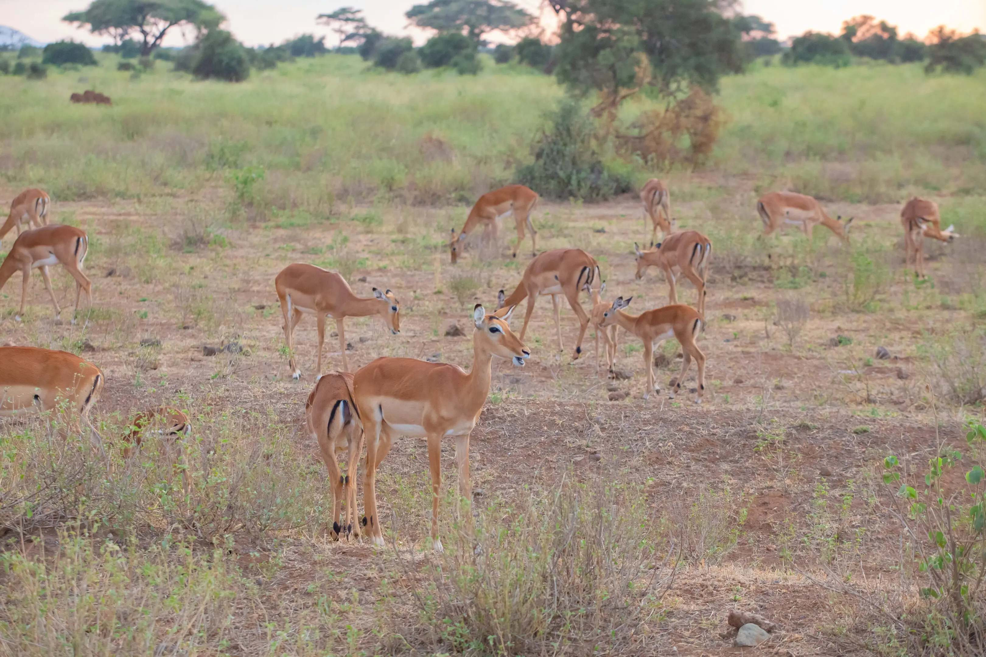 A group of impalas grazing in a grassy field.