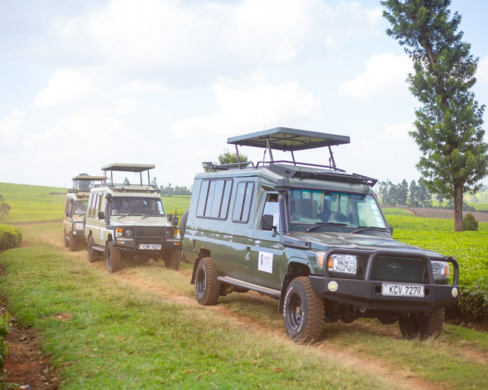 Two safari vehicles driving on a dirt path in a grassy field.