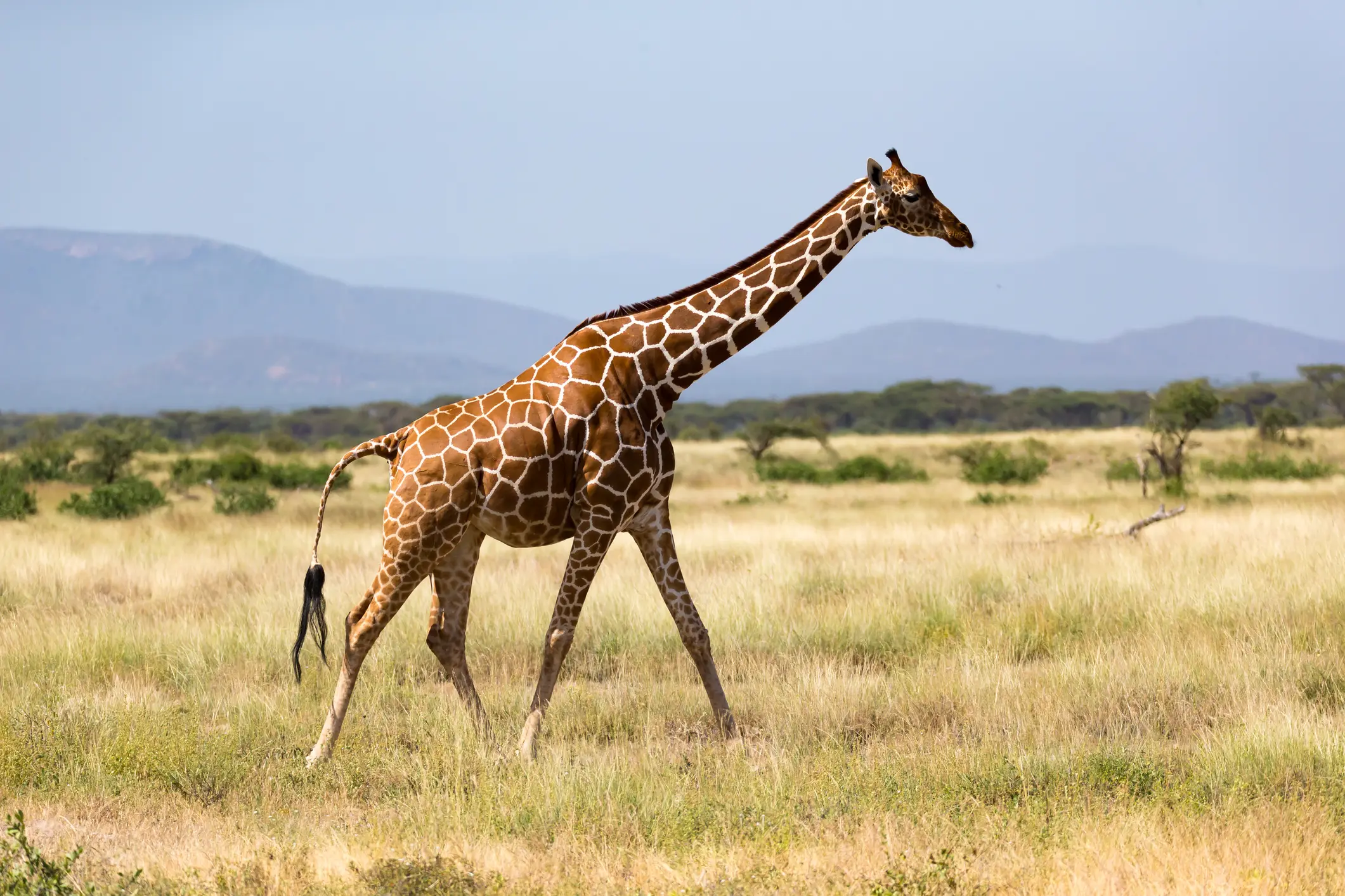 A giraffe walking gracefully across the savannah.