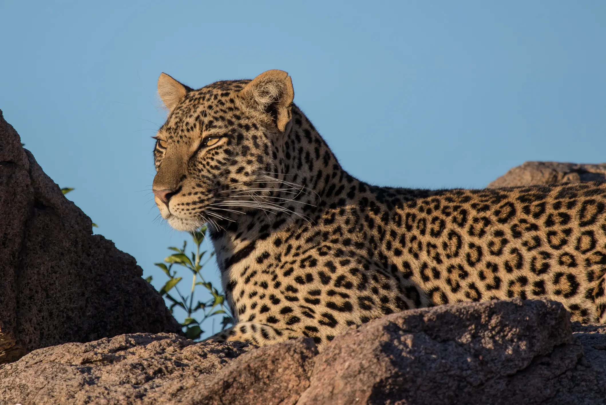 A leopard resting on a rock under clear blue sky.