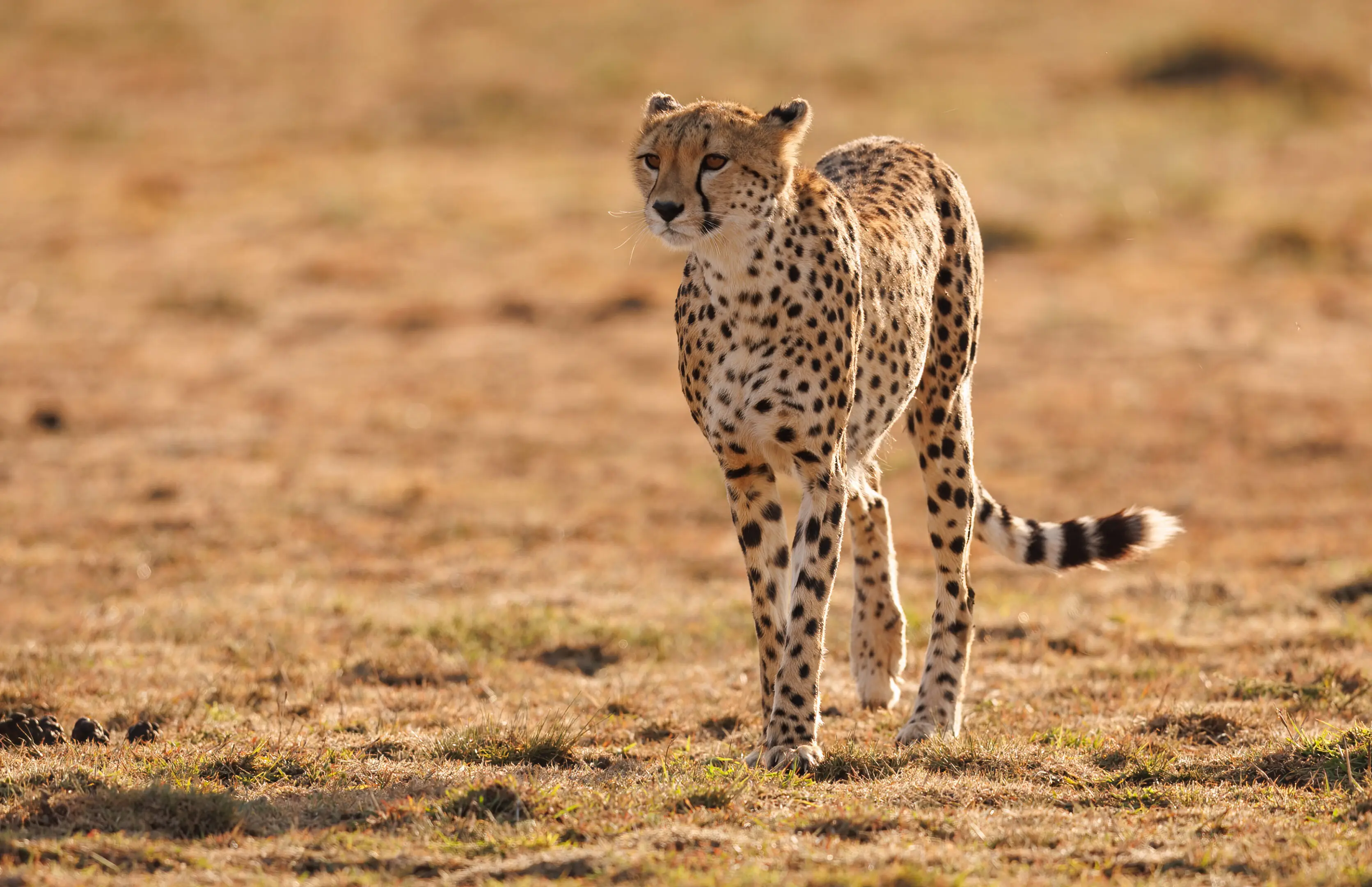 A cheetah walking on dry grassland.