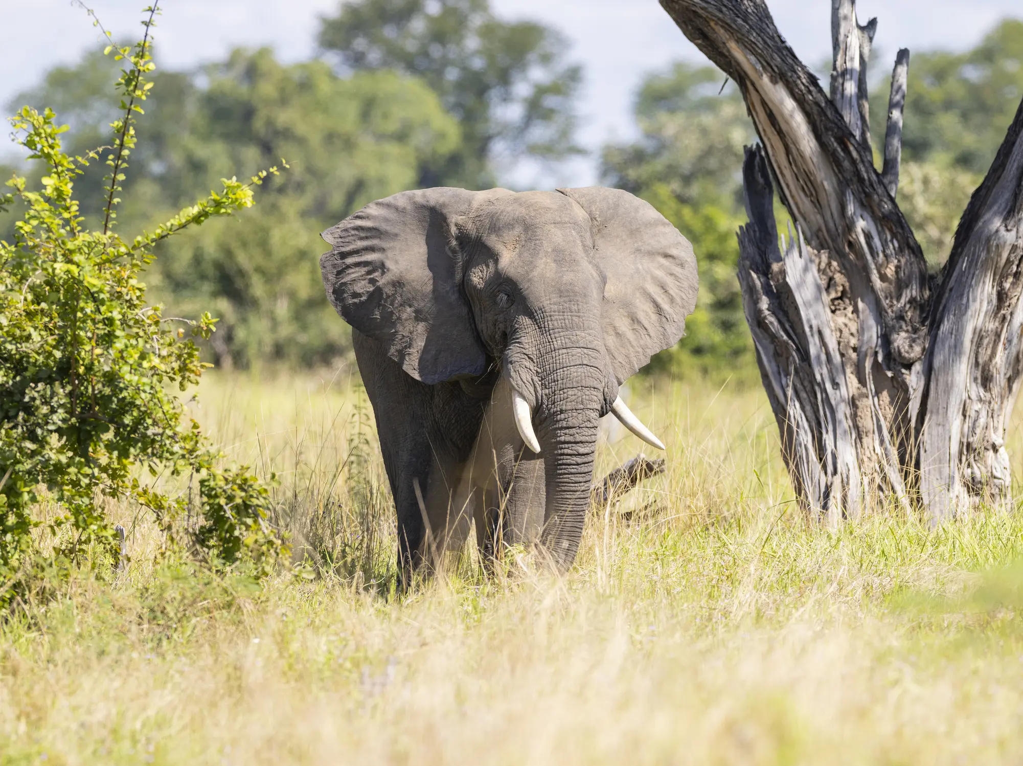 An elephant walking through tall grass in a natural setting.