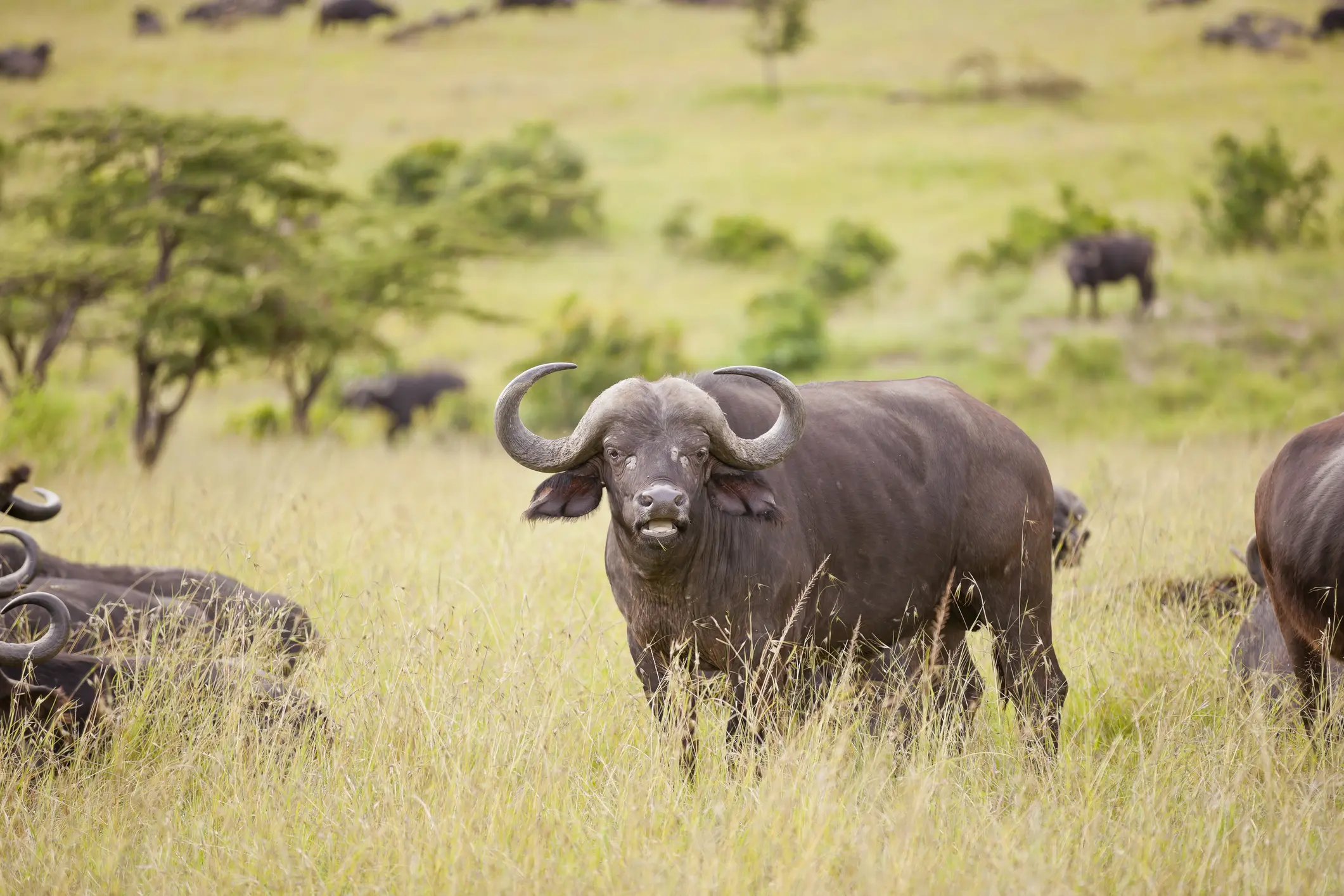 A buffalo standing in a grassy field with other animals in the background.