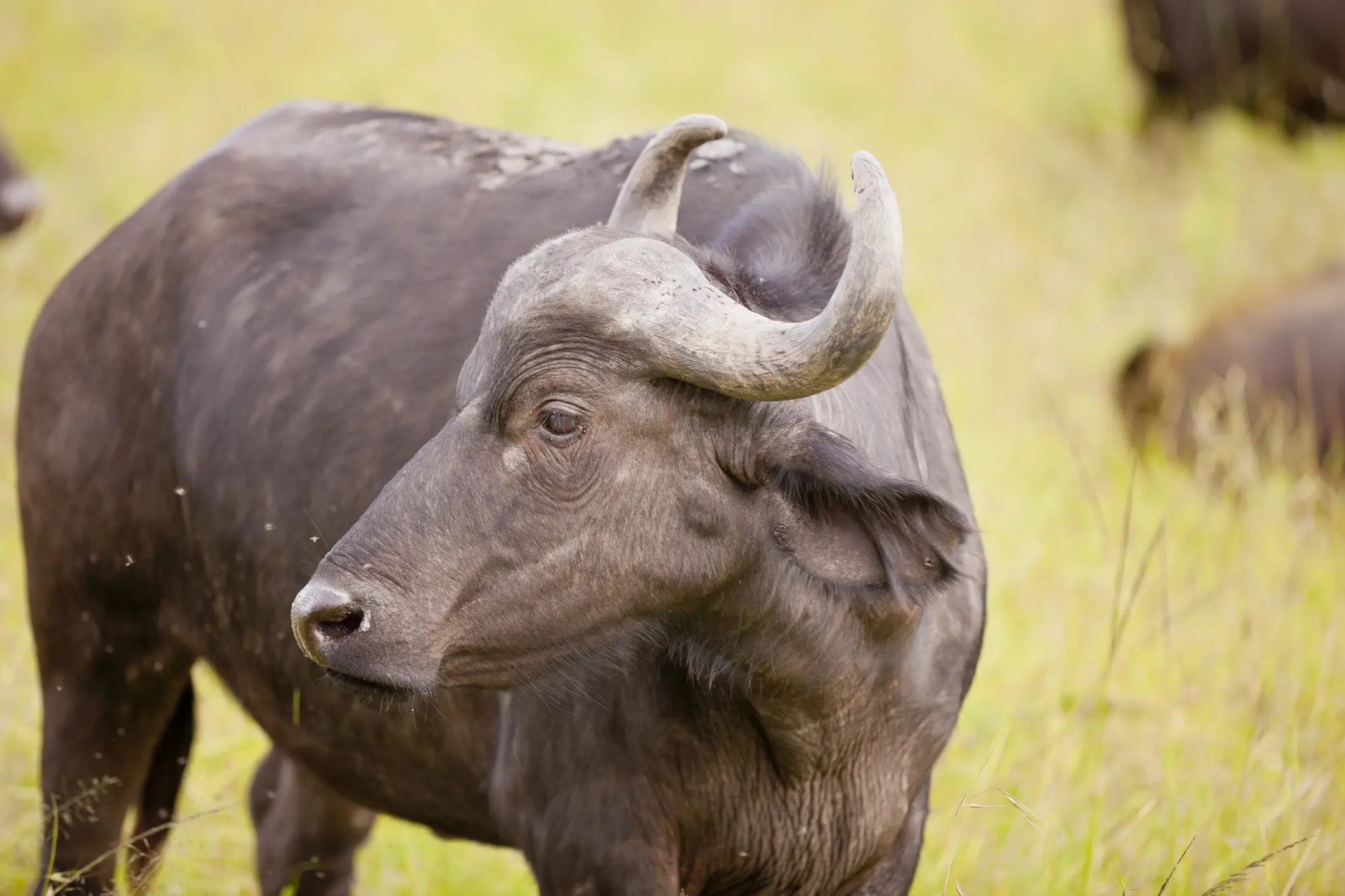 Close-up of a water buffalo in a grassy field.