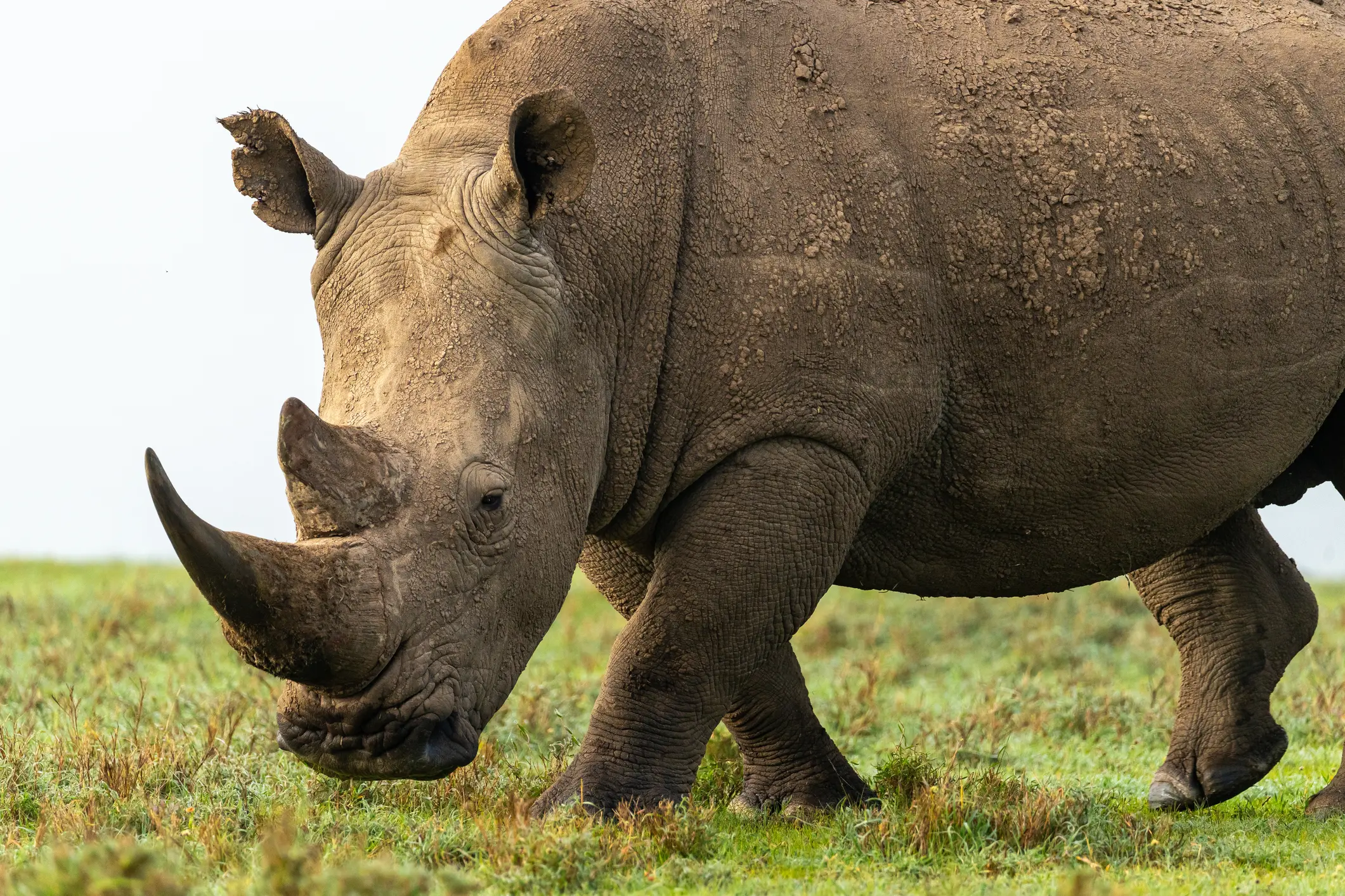 Close-up of a rhinoceros standing on grassy ground.