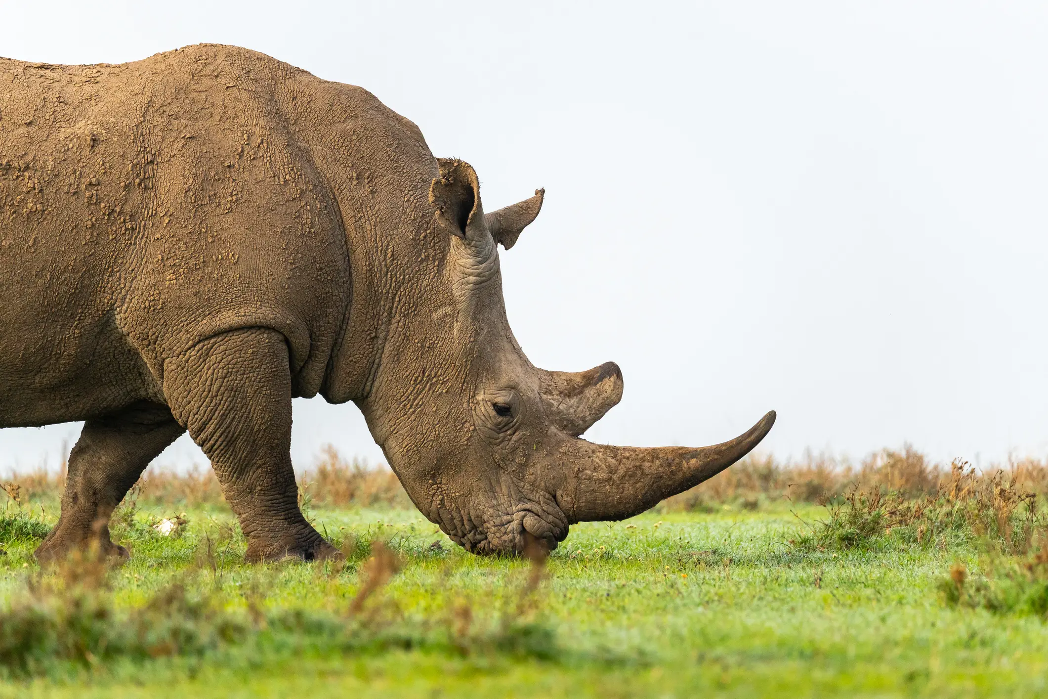 A rhinoceros grazing on grass in a natural habitat.