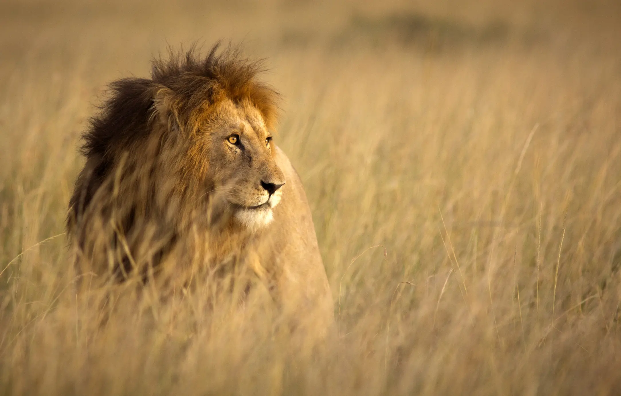 A majestic lion gazes into the distance in tall grass.