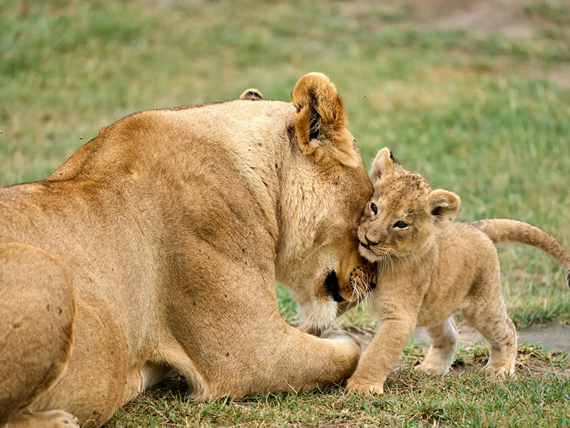 Lioness nuzzles her playful cub on the grassy savannah.