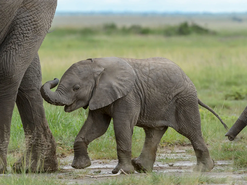 A baby elephant walking on grassy ground with a curled trunk.