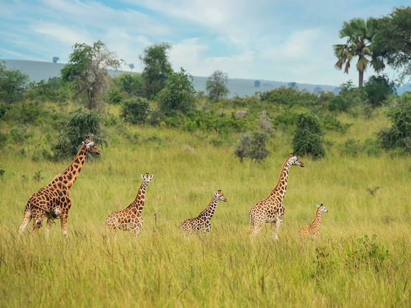 A group of giraffes walking through tall grass in a savanna.