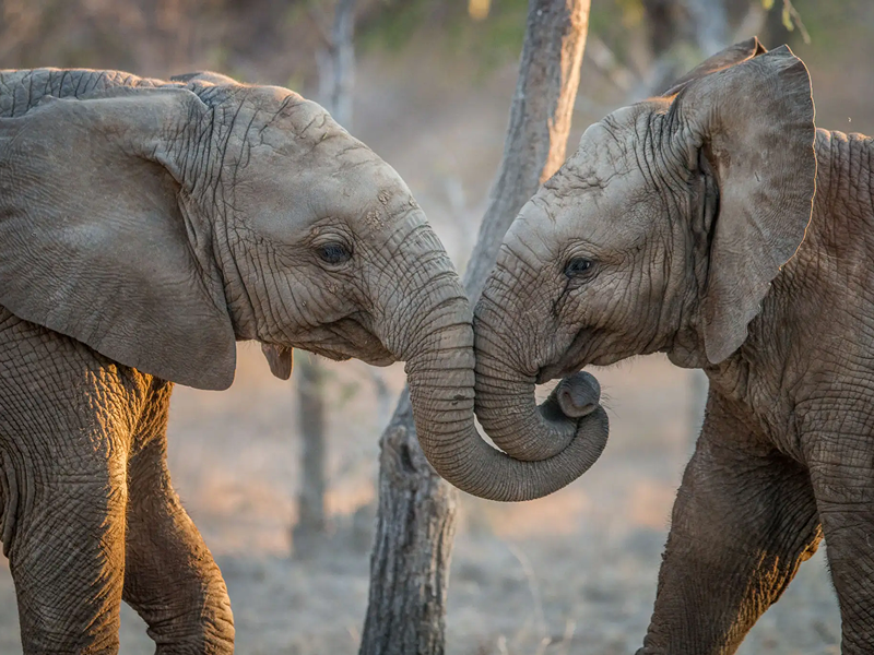 Two young elephants touching trunks in a gentle interaction.