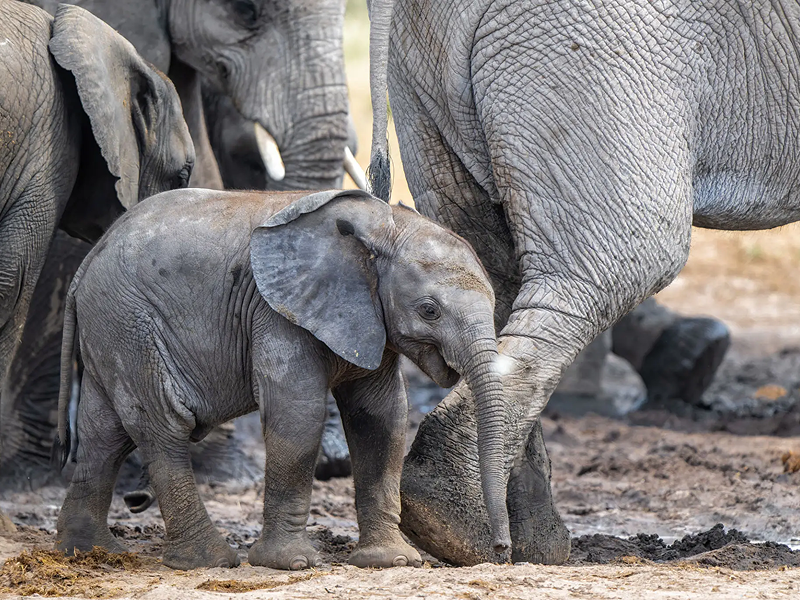 A baby elephant walking among adult elephants.