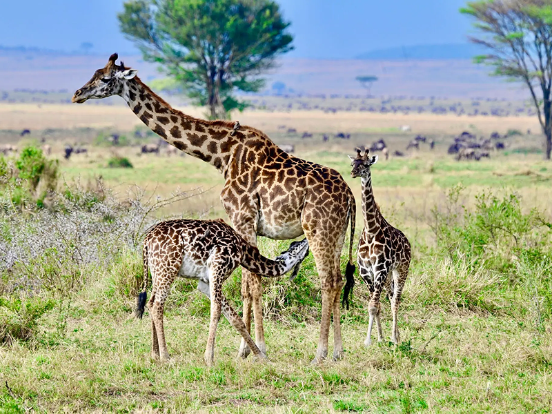 A group of giraffes grazing in a grassy savannah.