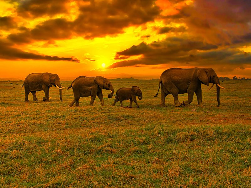 Elephants walking across a grassy field at sunset.