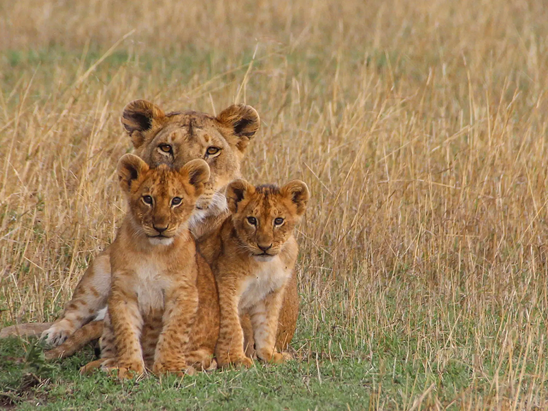 A lioness sitting with two cubs in dry grass.