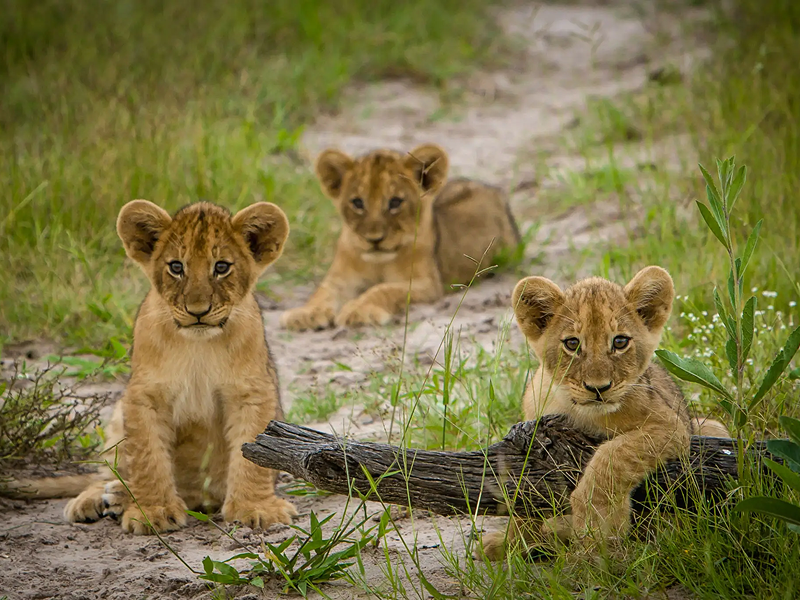 Three lion cubs sitting on grass and dirt, looking curiously.