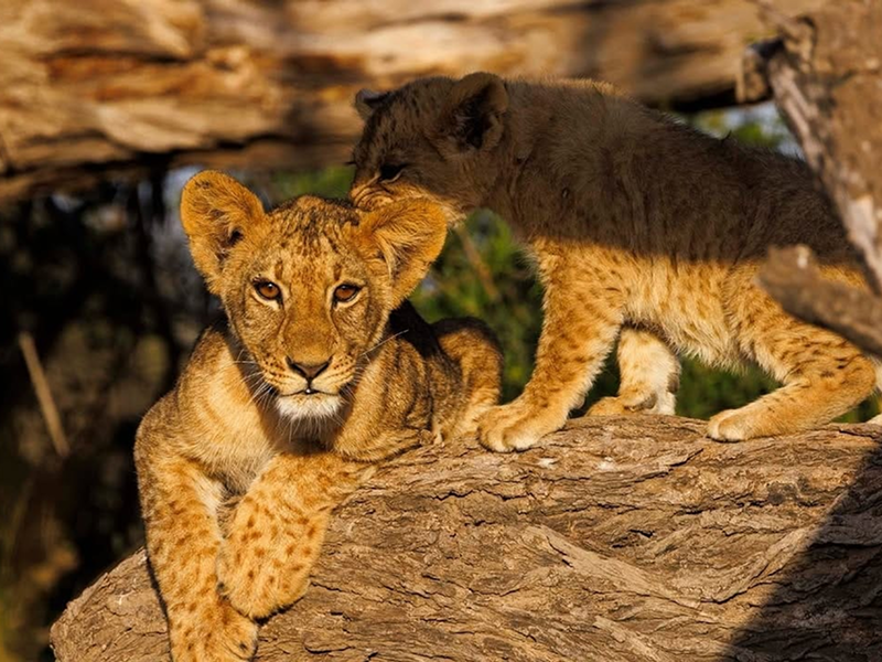 Two lion cubs resting on a log in the wild.