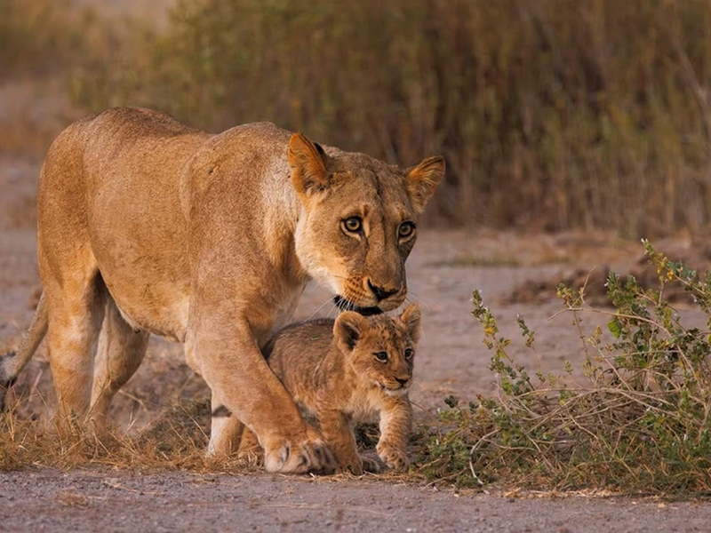 A lioness walking protectively with her cub on a dirt path.