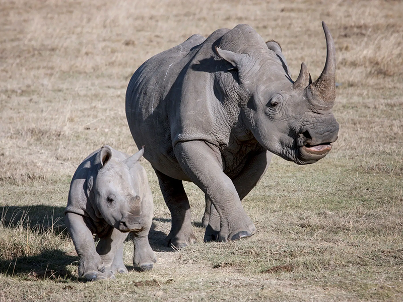 A mother rhinoceros and her calf walking on dry grass.