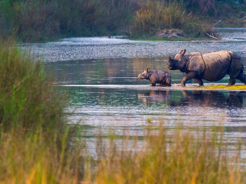 A mother elephant and her calf crossing a shallow river at sunset.