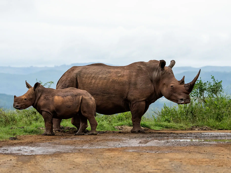 A rhinoceros mother with her calf standing on a dirt path.