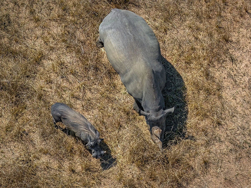 Two hippos walking on dry grassland.