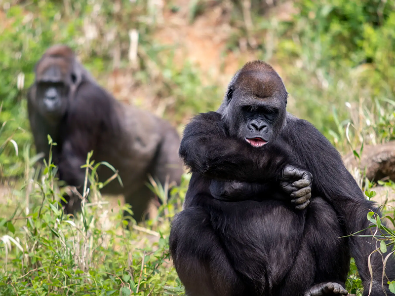Two gorillas sitting in a grassy area with trees in the background.