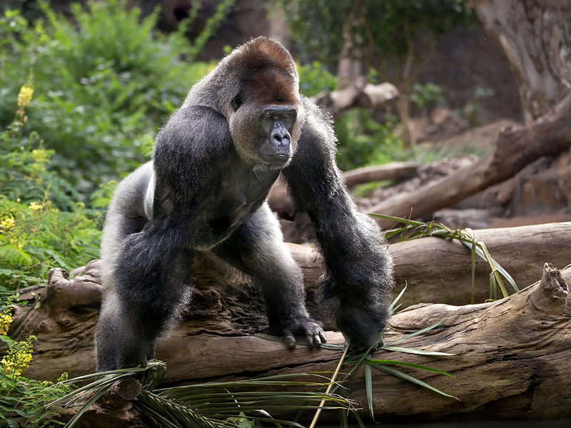 A powerful silverback gorilla standing on a log in a forest.