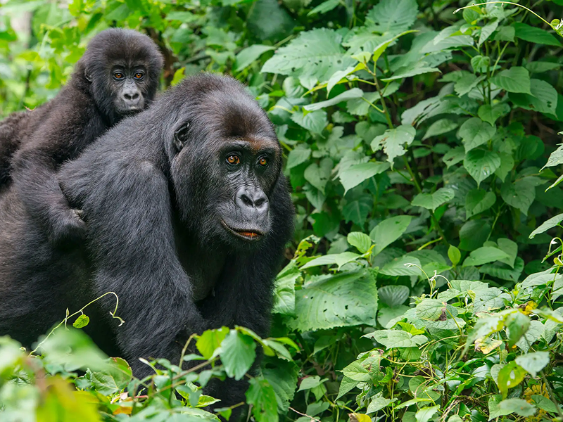 A gorilla with its baby surrounded by lush green foliage.
