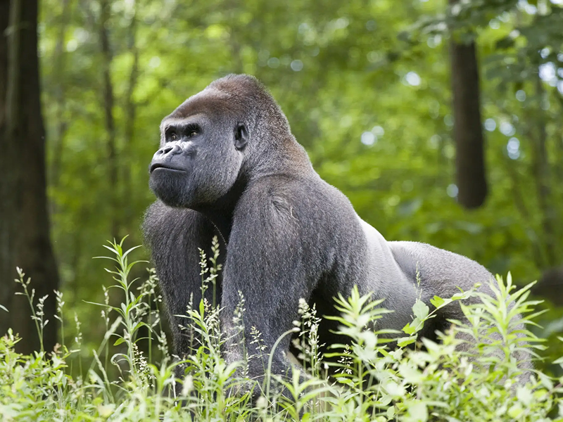 A majestic silverback gorilla in a lush green forest.