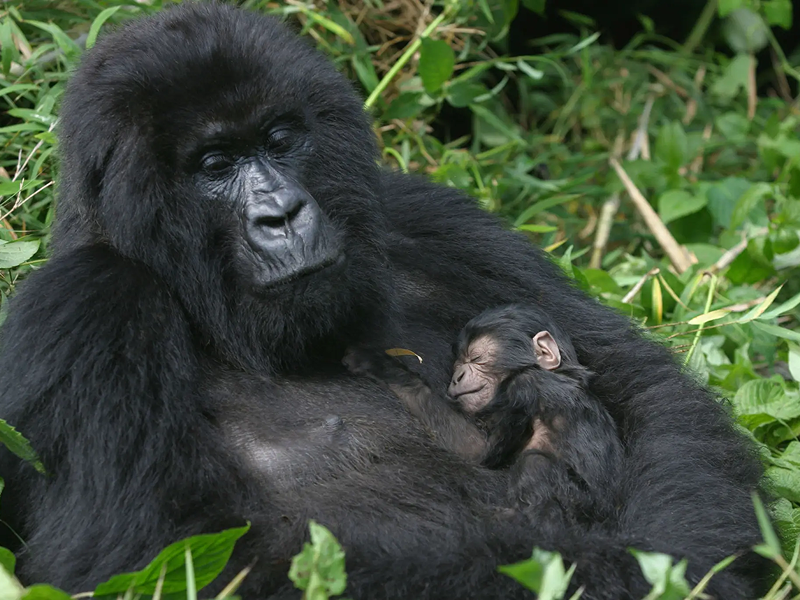 A gorilla tenderly holding a baby gorilla amidst green foliage.