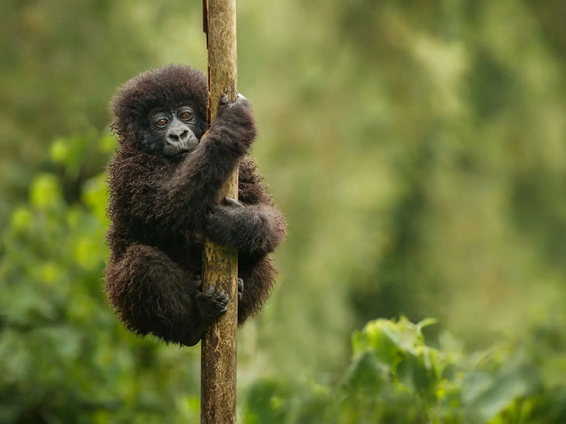 A young monkey clings to a tree branch in a green forest.