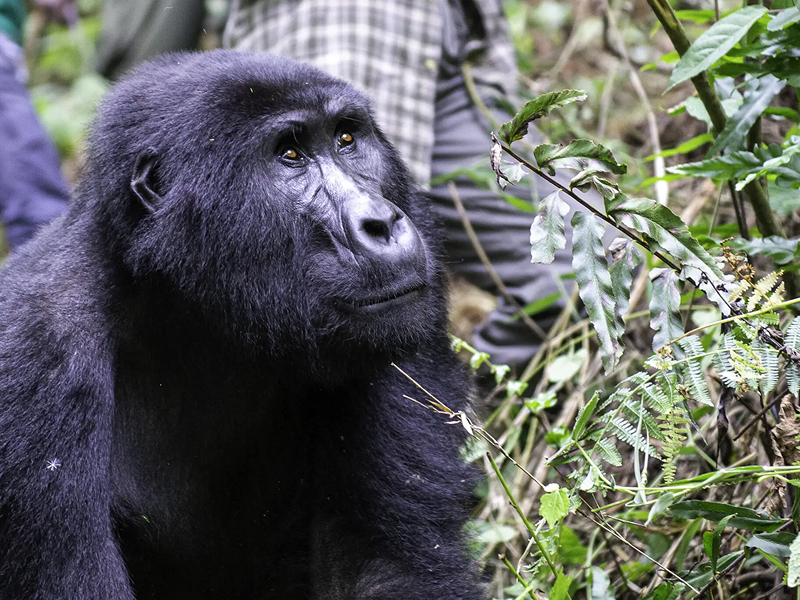 A close-up of a black gorilla looking thoughtfully to the side.
