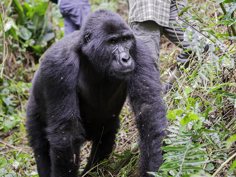 A large gorilla walking through dense green foliage.