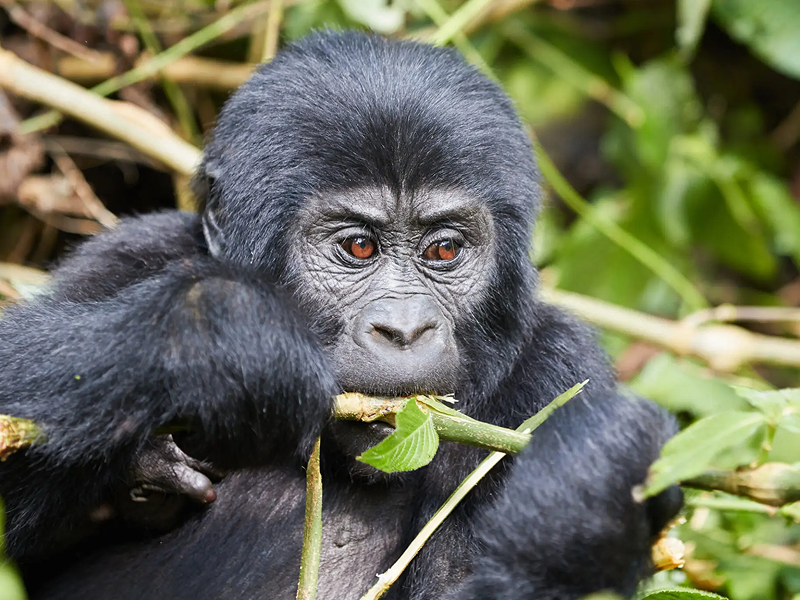 A young gorilla eating a leaf in a natural setting.
