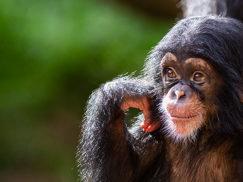 A chimpanzee resting its head on its hand with a thoughtful expression.