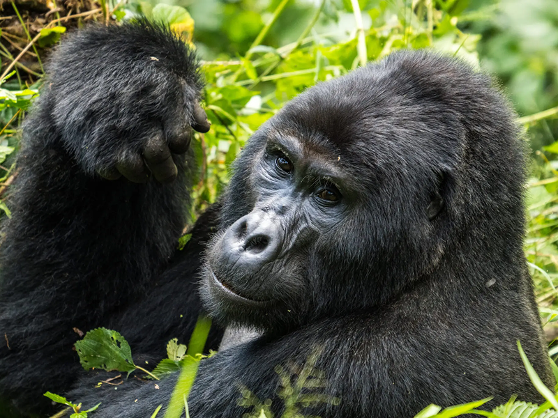 Two gorillas resting and interacting in a lush green forest.