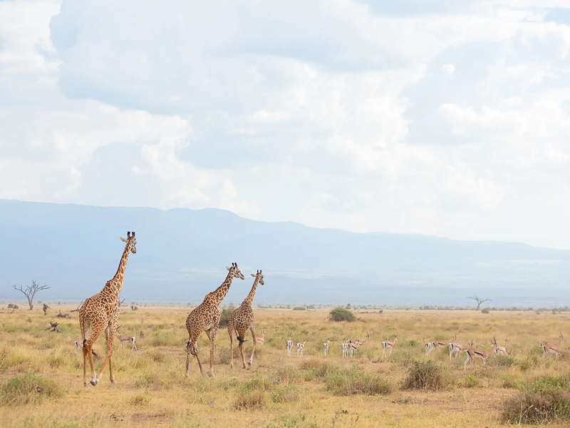 A group of giraffes walking across a dry savannah under a cloudy sky.