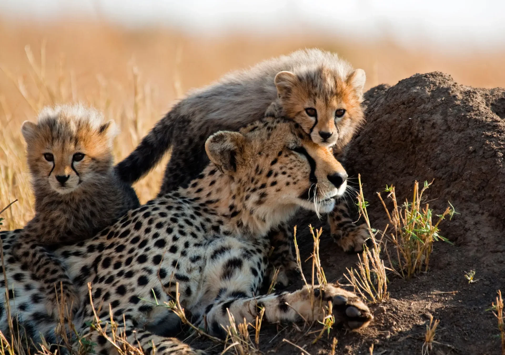 Cheetah family resting on savanna