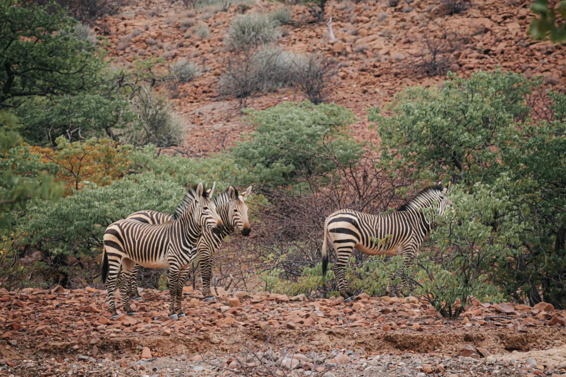 Zebras standing in a rocky landscape