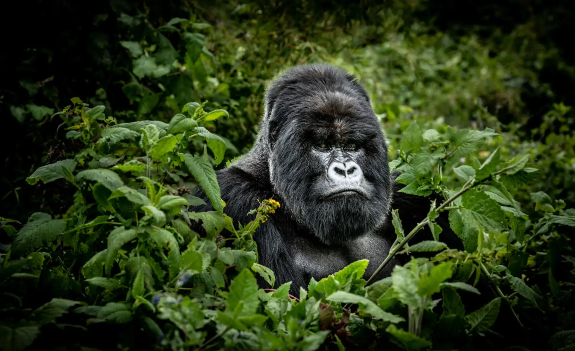 Gorilla surrounded by lush green foliage