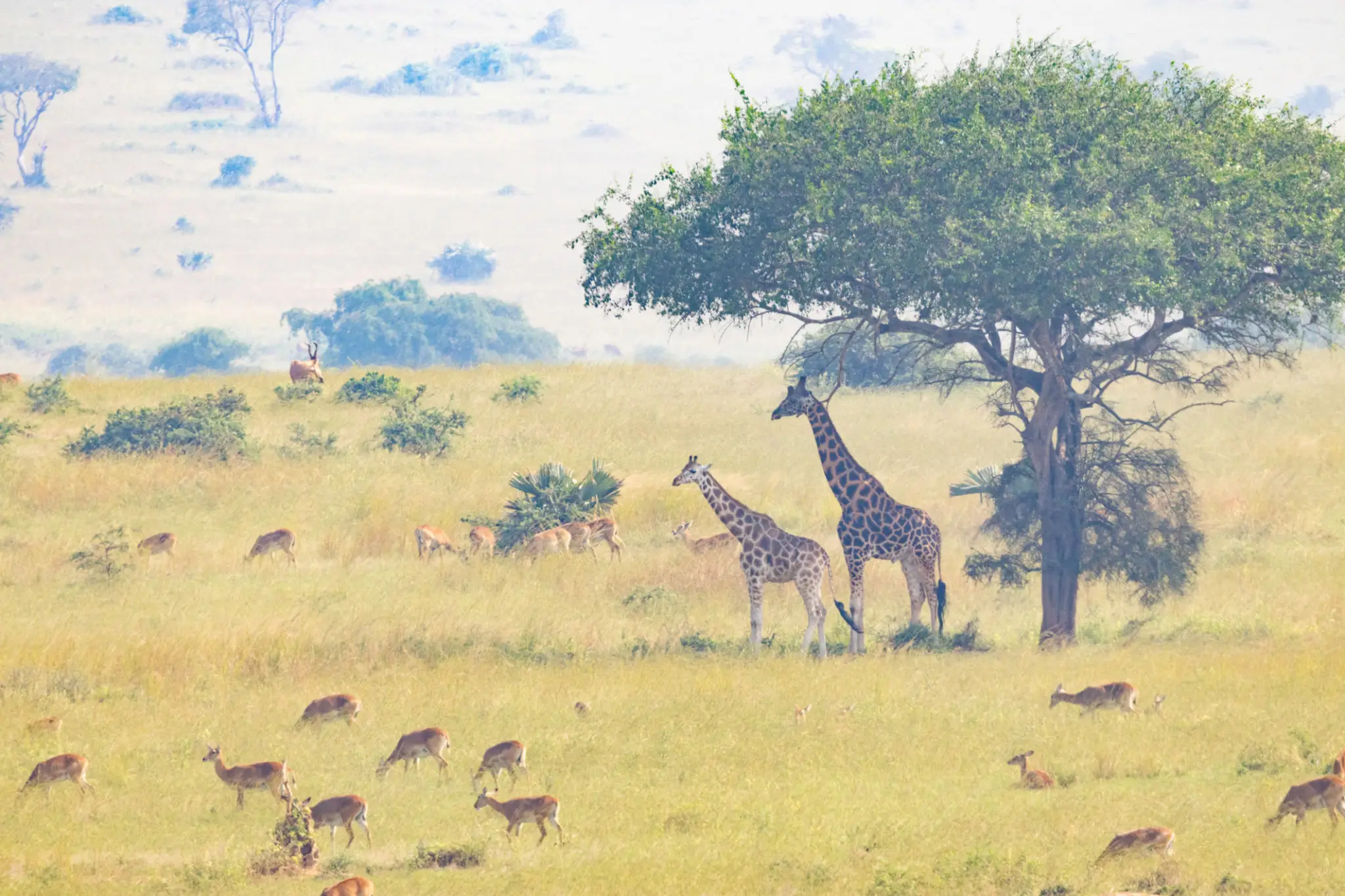 Giraffes and antelopes in savannah