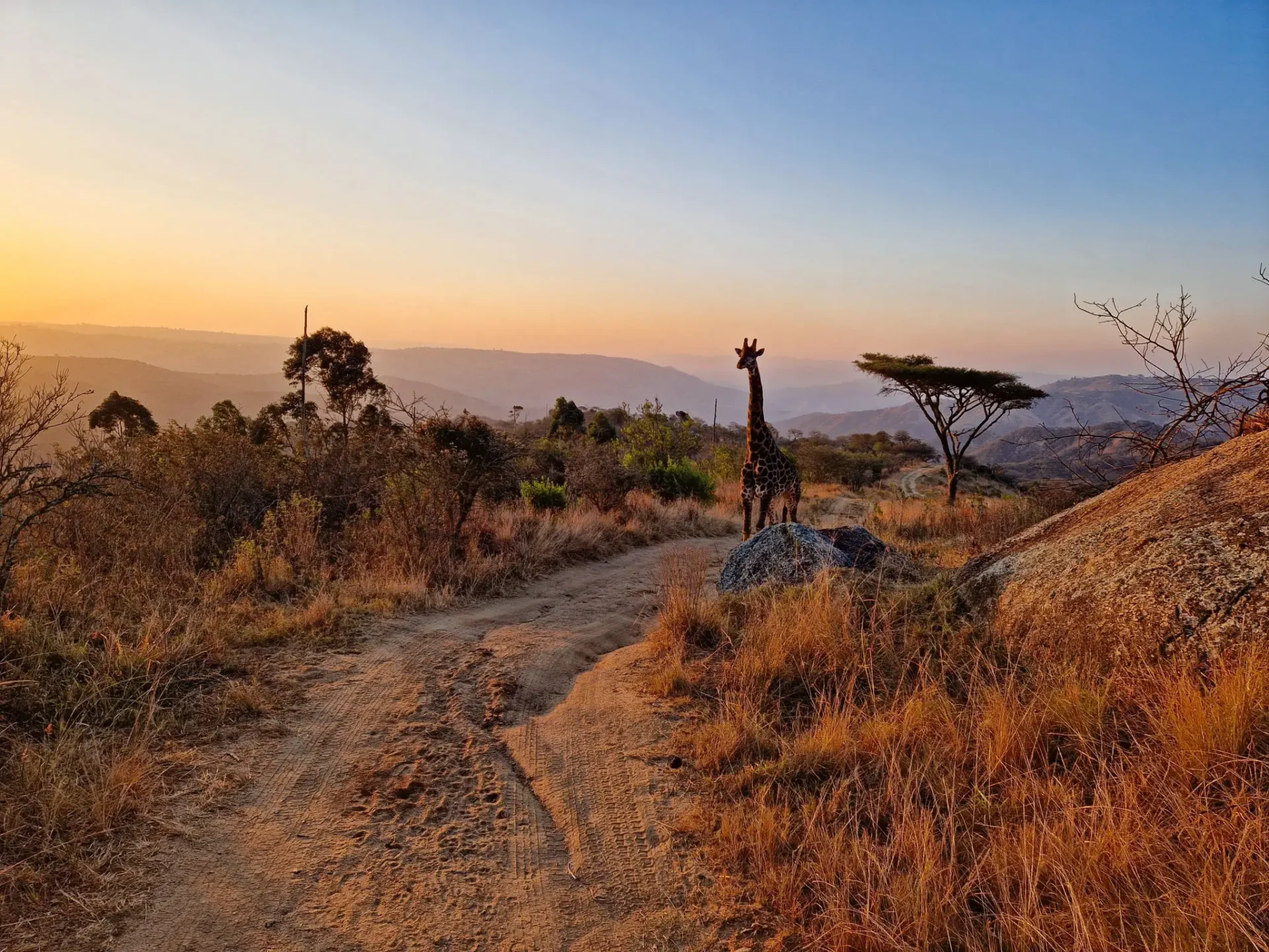 Sunset over African savanna with giraffe