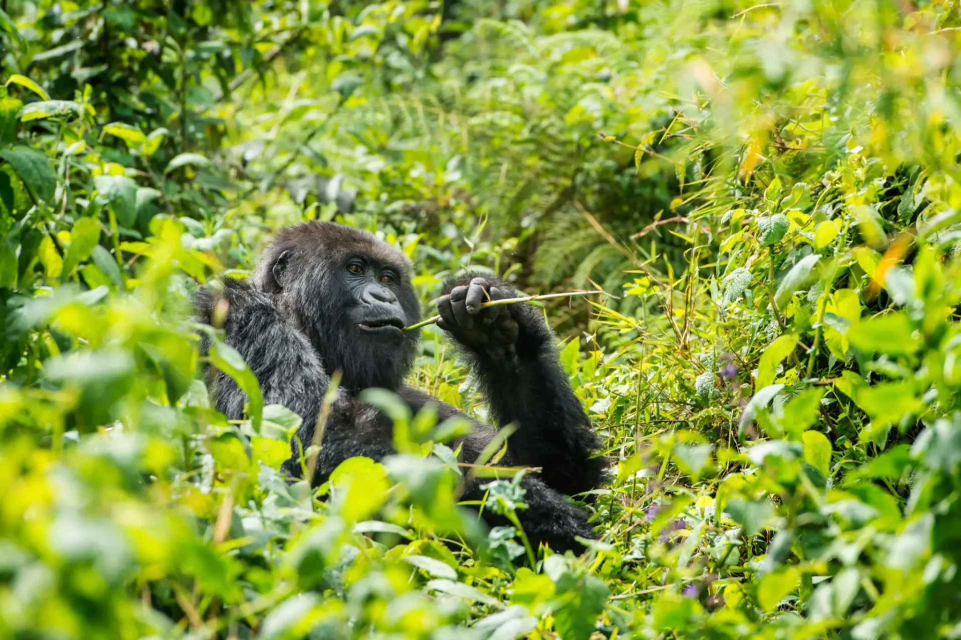 Gorilla sitting in lush greenery