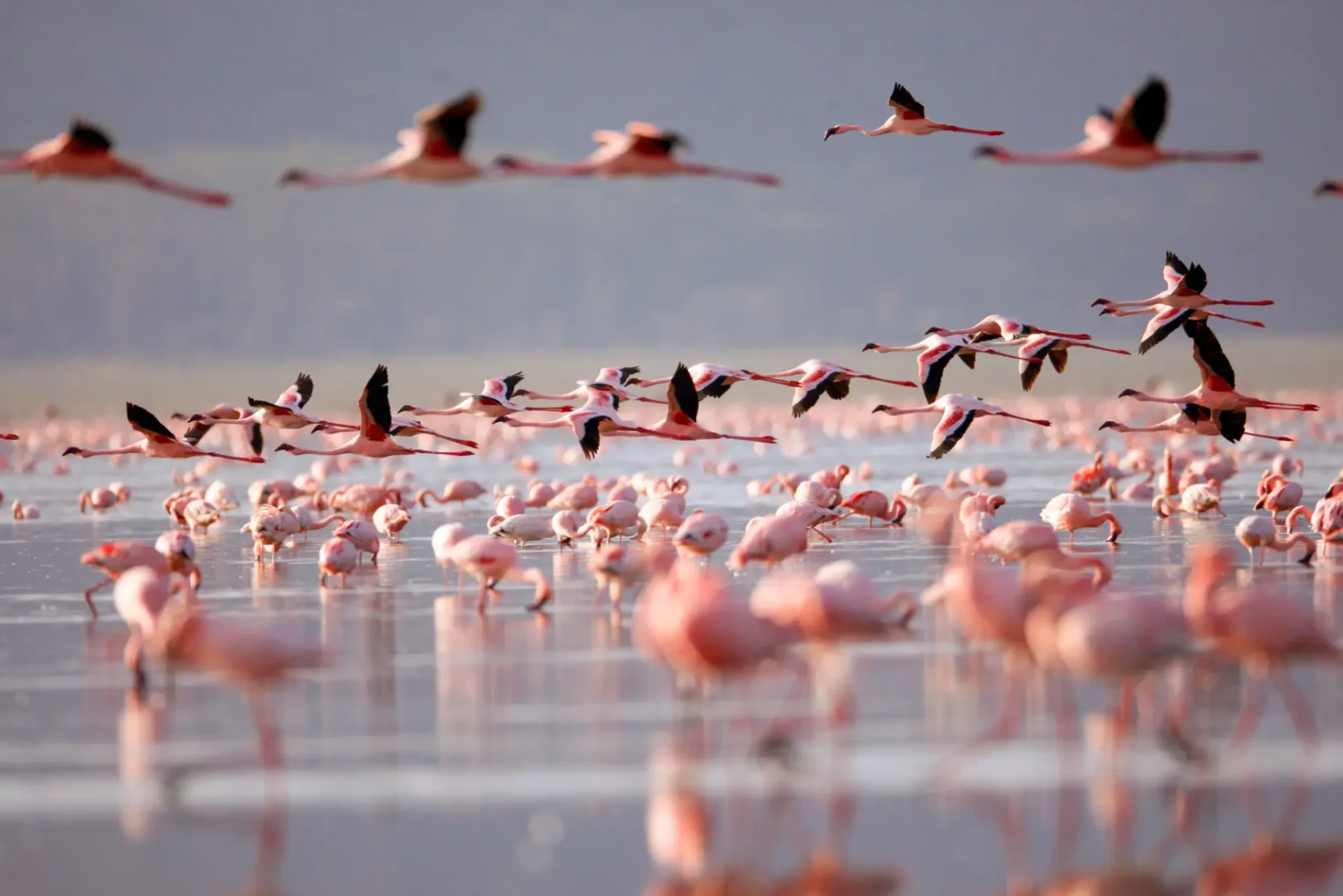 Flock of flamingos flying over lake